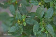 Synedrella nodiflora